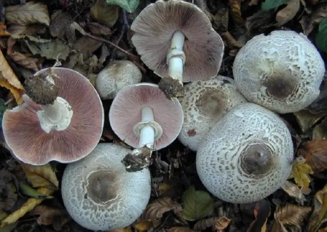 Champignon flat-hat: description and photo