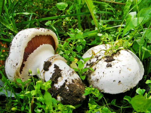 Champignon four-spored (two-ringed): edibility, description and photo