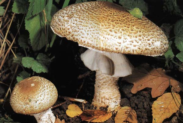 Champignon four-spored (two-ringed): edibility, description and photo