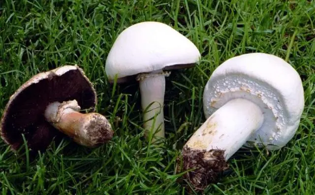 Champignon four-spored (two-ringed): edibility, description and photo