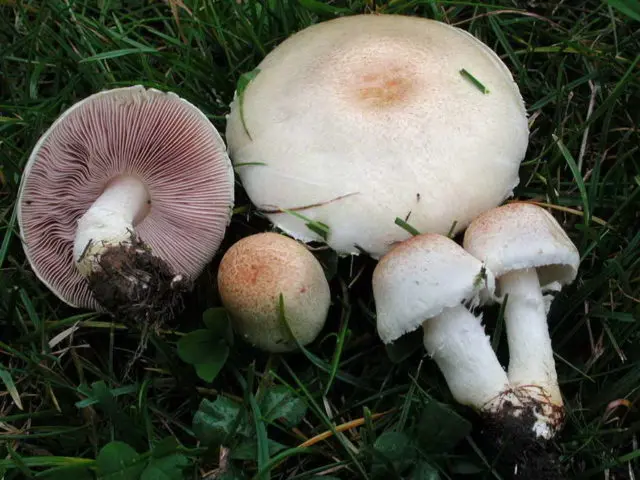 Champignon four-spored (two-ringed): edibility, description and photo