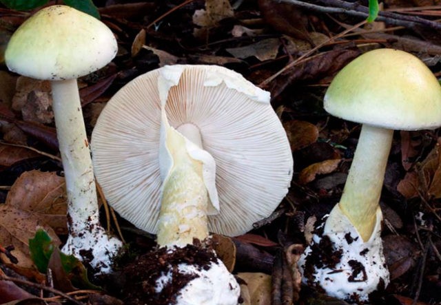 Champignon four-spored (two-ringed): edibility, description and photo