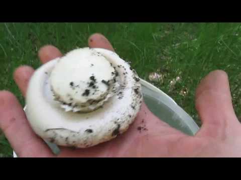 Champignon four-spored (two-ringed): edibility, description and photo