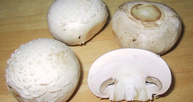 Champignon four-spored (two-ringed): edibility, description and photo