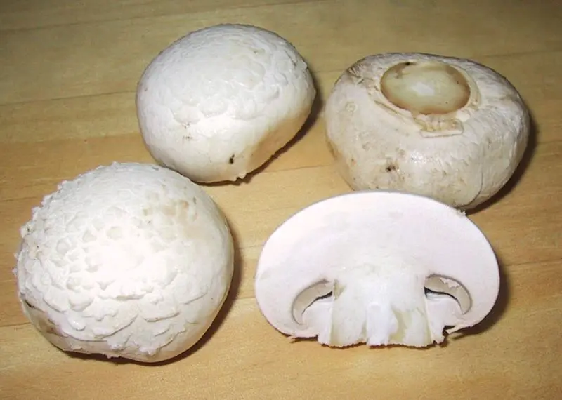 Champignon four-spored (two-ringed): edibility, description and photo