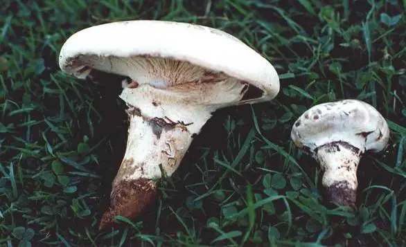 Champignon Sakhalin (Catathelasma vzdutaya): description and photo