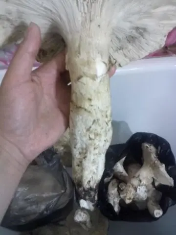 Champignon Sakhalin (Catathelasma vzdutaya): description and photo