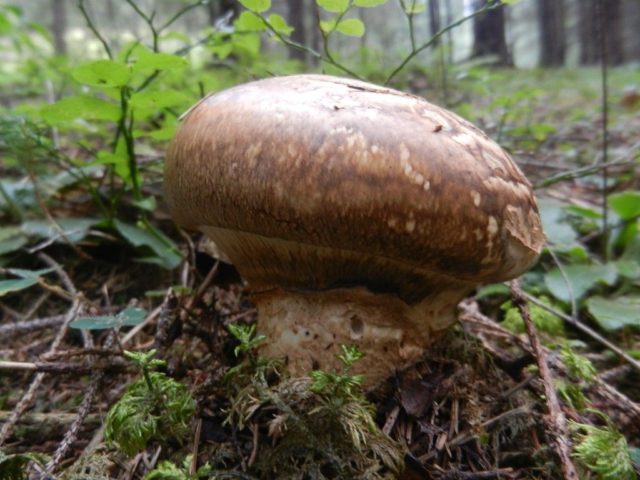 Champignon Sakhalin (Catathelasma vzdutaya): description and photo