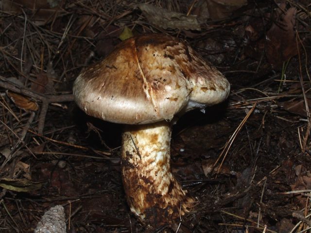 Champignon Sakhalin (Catathelasma vzdutaya): description and photo