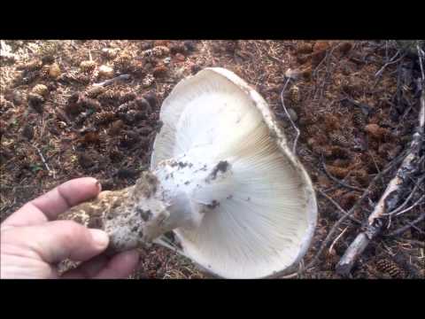 Champignon Sakhalin (Catathelasma vzdutaya): description and photo