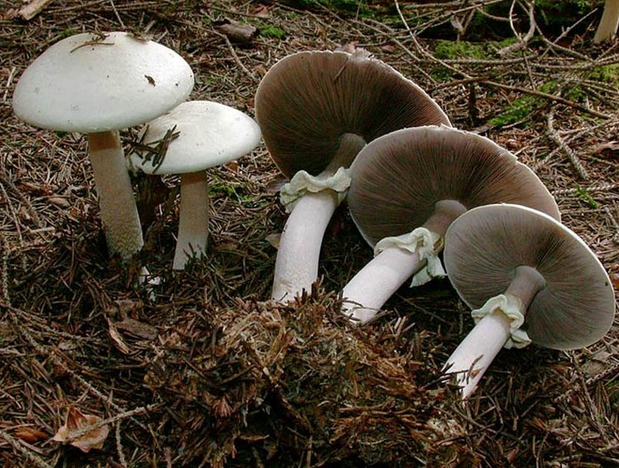 Champignon thin (coppice): edibility, description and photo