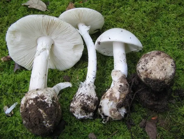 Champignon thin (coppice): edibility, description and photo