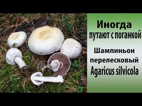 Champignon thin (coppice): edibility, description and photo