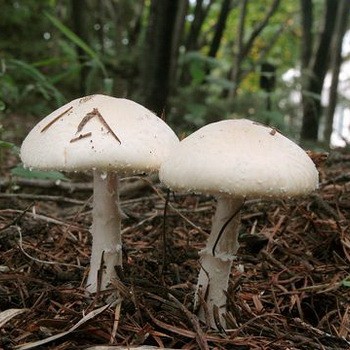 Champignons - edible mushrooms: photo, description of species