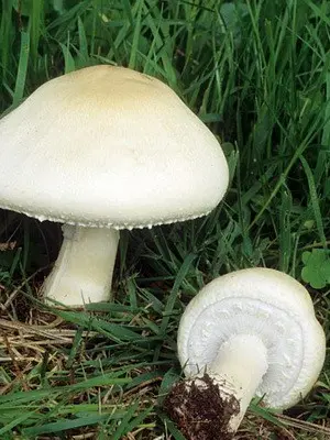 Champignons - edible mushrooms: photo, description of species