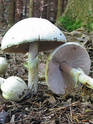 Champignons - edible mushrooms: photo, description of species