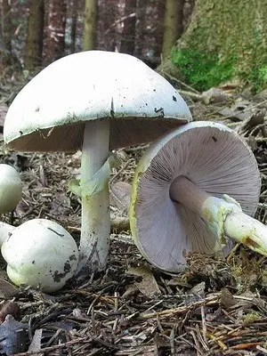 Champignons - edible mushrooms: photo, description of species