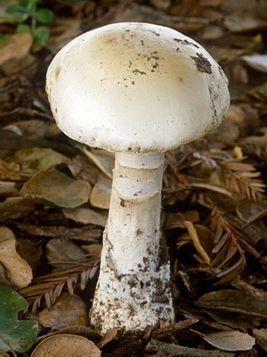 Champignons - edible mushrooms: photo, description of species