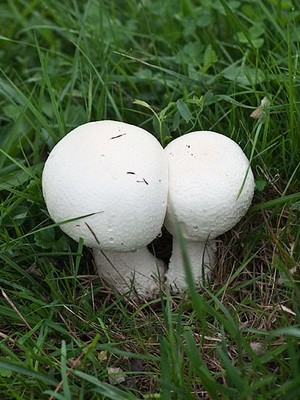 Champignons - edible mushrooms: photo, description of species