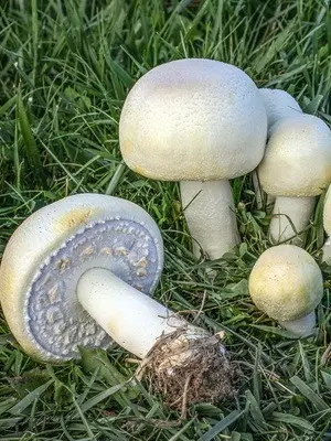 Champignons - edible mushrooms: photo, description of species