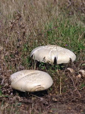 Champignons - edible mushrooms: photo, description of species