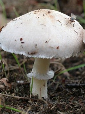 Champignons - edible mushrooms: photo, description of species