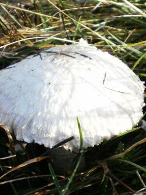 Champignons - edible mushrooms: photo, description of species