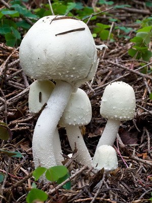 Champignons - edible mushrooms: photo, description of species