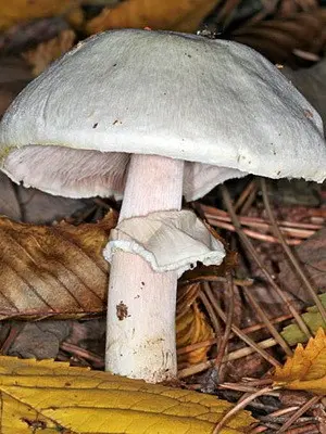 Champignons - edible mushrooms: photo, description of species