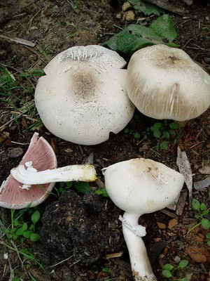 Champignons - edible mushrooms: photo, description of species