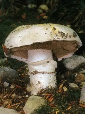 Champignons - edible mushrooms: photo, description of species