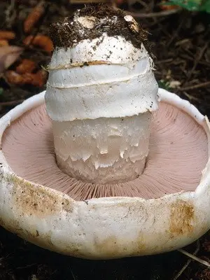 Champignons - edible mushrooms: photo, description of species