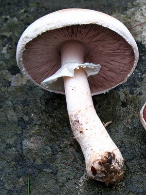 Champignons - edible mushrooms: photo, description of species