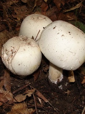 Champignons - edible mushrooms: photo, description of species