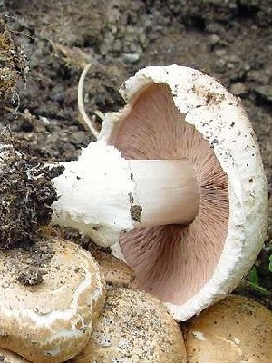 Champignons - edible mushrooms: photo, description of species