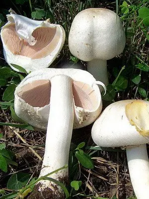 Champignons - edible mushrooms: photo, description of species