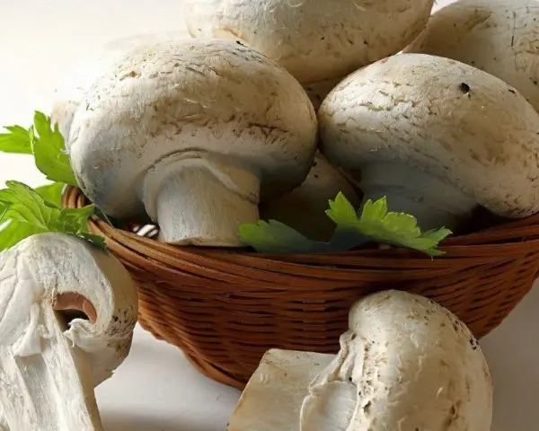 Champignons: photo and description, types of edible mushrooms, differences, timing and collection rules