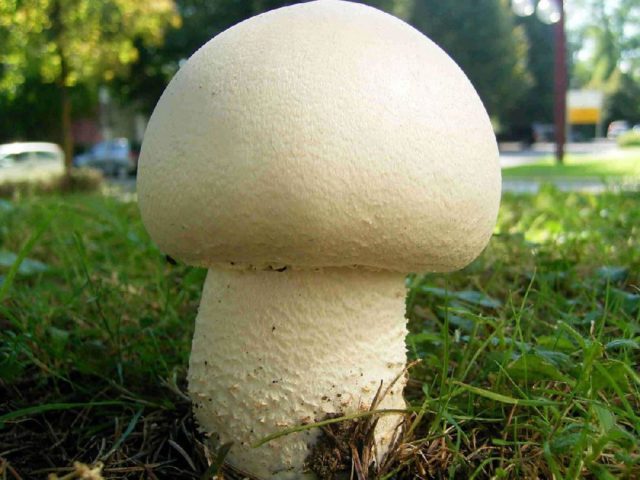 Champignons: photo and description, types of edible mushrooms, differences, timing and collection rules