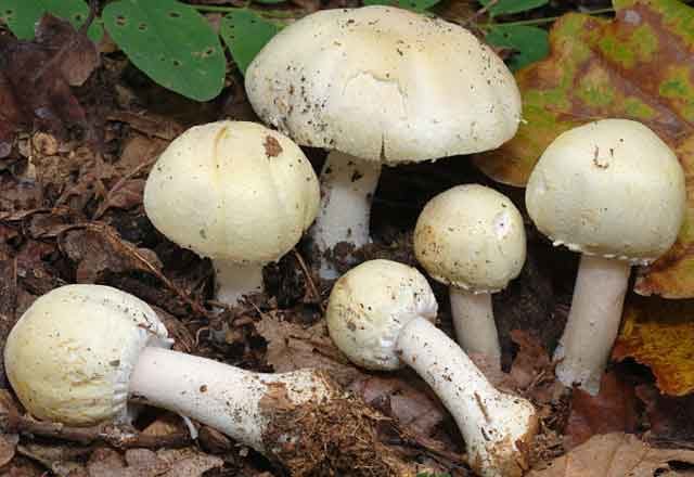 Champignons: photo and description, types of edible mushrooms, differences, timing and collection rules