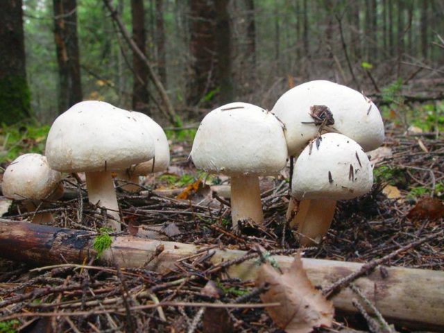 Champignons: photo and description, types of edible mushrooms, differences, timing and collection rules