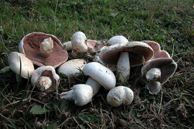 Champignons: photo and description, types of edible mushrooms, differences, timing and collection rules