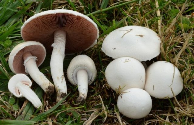 Champignons: photo and description, types of edible mushrooms, differences, timing and collection rules