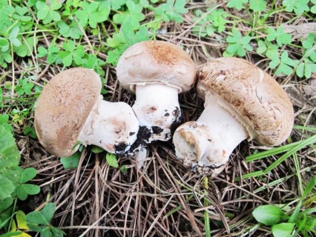 Champignons: photo and description, types of edible mushrooms, differences, timing and collection rules