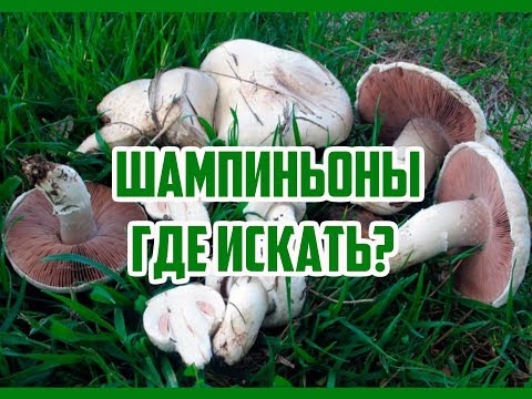 Champignons: photo and description, types of edible mushrooms, differences, timing and collection rules