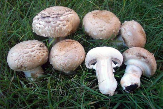 Champignons: photo and description, types of edible mushrooms, differences, timing and collection rules