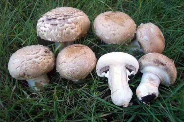 Champignons: photo and description, types of edible mushrooms, differences, timing and collection rules