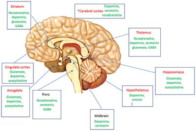 Changes in the structure of the brain in people suffering from migraines