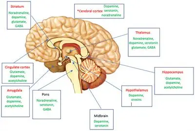 Changes in the structure of the brain in people suffering from migraines