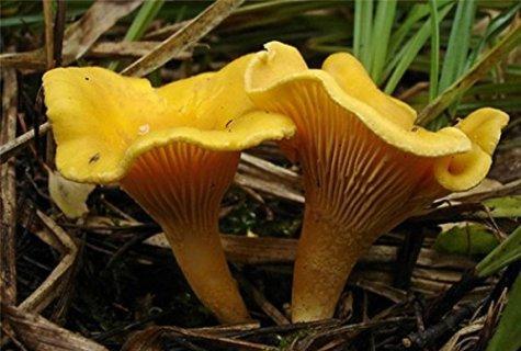 Chanterelle and mushroom mushrooms: differences, photo