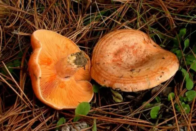 Chanterelle and mushroom mushrooms: differences, photo